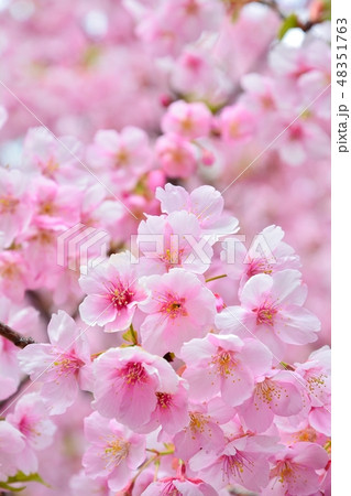 満開のサクラ（静岡県伊東市に咲く伊東小室桜） 48351763