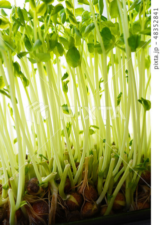 爽やかな緑が美しい野菜トウミョウ 爽やかな緑が美しい野菜トウミョウ 48352841