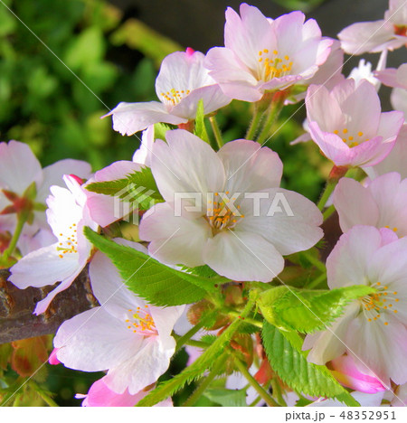 幹に花を咲かせた桜(ゴテンバザクラ:御殿場桜) 幹に花を咲かせた桜(ゴテンバザクラ:御殿場桜) 48352951