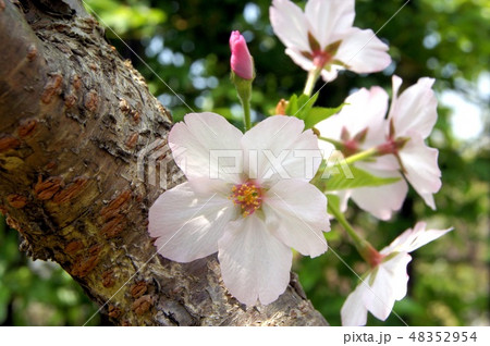 幹に花を咲かせた桜(ゴテンバザクラ:御殿場桜) 幹に花を咲かせた桜(ゴテンバザクラ:御殿場桜) 48352954