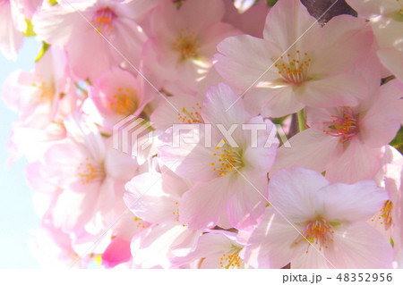 幹に花を咲かせた桜(ゴテンバザクラ:御殿場桜) 幹に花を咲かせた桜(ゴテンバザクラ:御殿場桜) 48352956