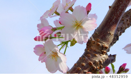 16:9 幹に花を咲かせた桜(ゴテンバザクラ:御殿場桜) 16:9 幹に花を咲かせた桜(ゴテンバザクラ:御殿場桜) 48352959