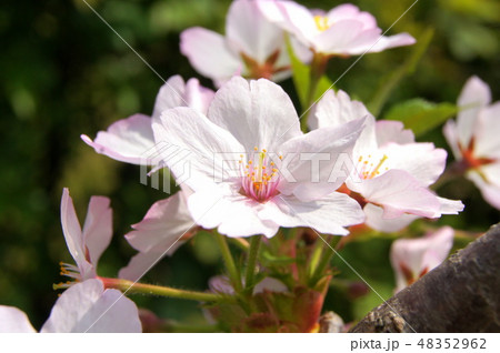 幹に花を咲かせた桜(ゴテンバザクラ:御殿場桜) 幹に花を咲かせた桜(ゴテンバザクラ:御殿場桜) 48352962