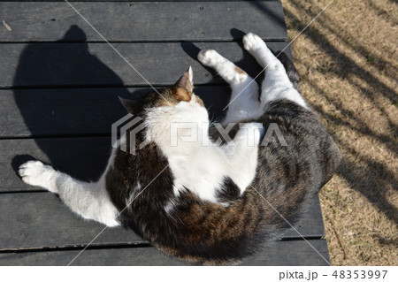 デッキで毛づくろい、ジャンボチョビひげ猫さん 48353997