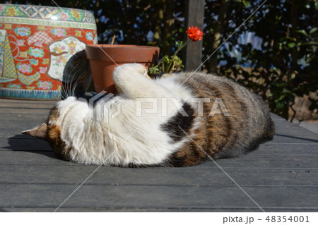 デッキでくつろぐ、ごろにゃん甘えん坊なジャンボチョビひげ猫さん デッキでくつろぐ、ごろにゃん甘えん坊なジャンボチョビひげ猫さん 48354001