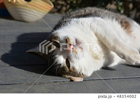 ごろにゃん甘えん坊なジャンボチョビひげ猫さん ごろにゃん甘えん坊なジャンボチョビひげ猫さん 48354002