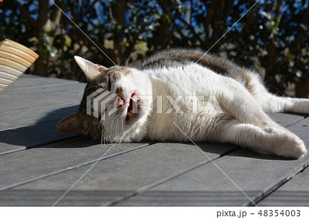 ごろにゃん甘えん坊なジャンボチョビひげ猫さんの写真素材