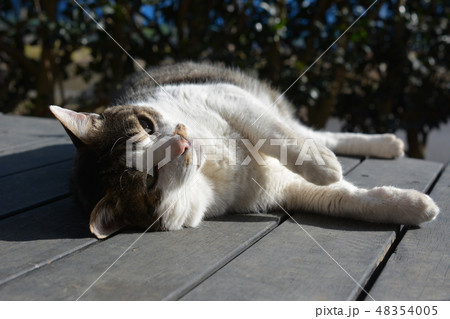 デッキでくつろぐ、ごろにゃん甘えん坊なジャンボチョビひげ猫さん 48354005