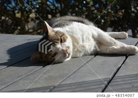 デッキでくつろぐ、ジャンボチョビひげ猫さん 48354007