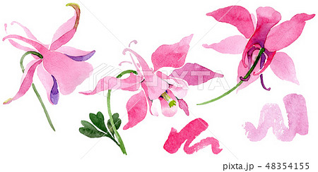 Red aquilegia floral botanical flower. Watercolor background illustration set. Isolated aquilegia Red aquilegia floral botanical flower. Watercolor background illustration set. Isolated aquilegia 48354155