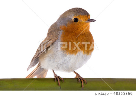 European robin (Erithacus rubecula) 48355366