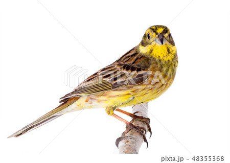 Yellowhammer (Emberiza citrinella) Yellowhammer (Emberiza citrinella) 48355368