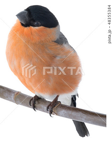portrait male bullfinch on a white portrait male bullfinch on a white 48355384