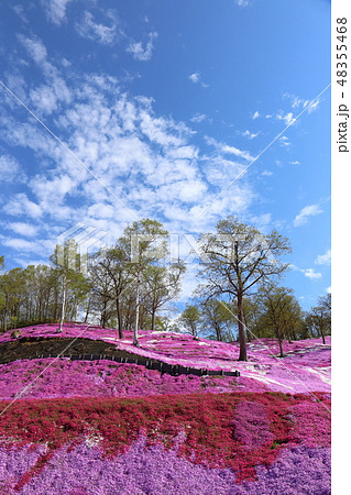 北海道　大空町　ひがしもこと芝桜公園 48355468