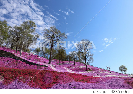 北海道 大空町 ひがしもこと芝桜公園 北海道 大空町 ひがしもこと芝桜公園 48355469