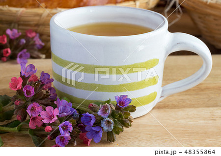 Lungwort (pulmonaria) tea with fresh lungwort 48355864