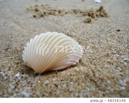 Mussel Sea shell, wildlife of ocean Mussel Sea shell, wildlife of ocean 48356146