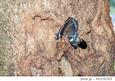 ルリタテハ 48356363