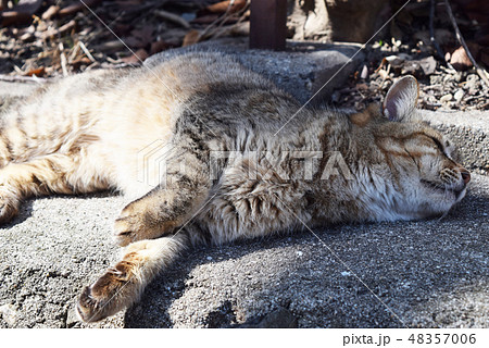 ここが大好きなネコ 48357006