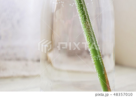 花瓶　水の中　植物につく気泡 48357010