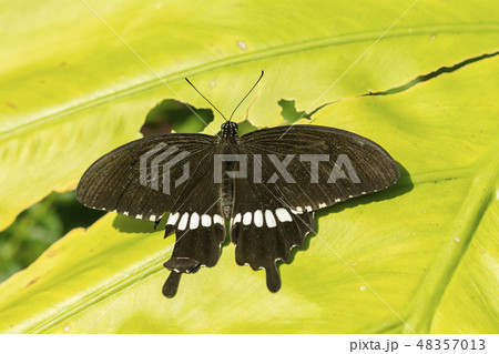 シロオビアゲハ 48357013