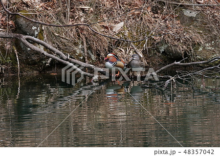 オシドリのツガイ 48357042