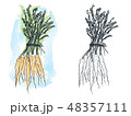 Watercolor carrot drawing 48357111