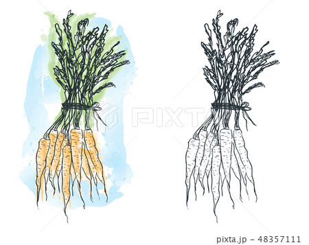 Watercolor carrot drawing Watercolor carrot drawing 48357111