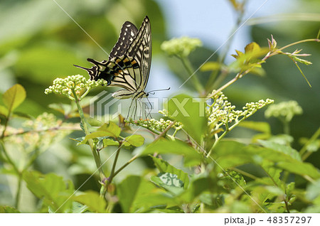 アゲハ 48357297