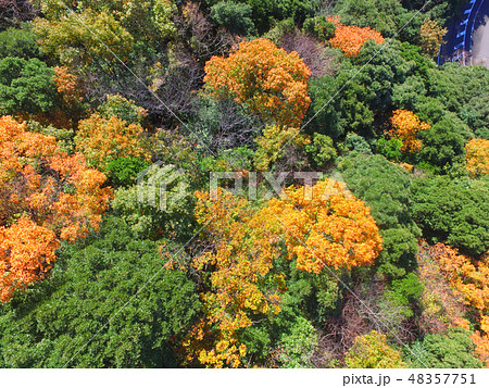 紅葉〜ドローンで空撮（徳島県板野町） 48357751