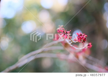 紅花万作の花 48357977