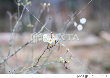 白梅の花　ほころぶ 48358304