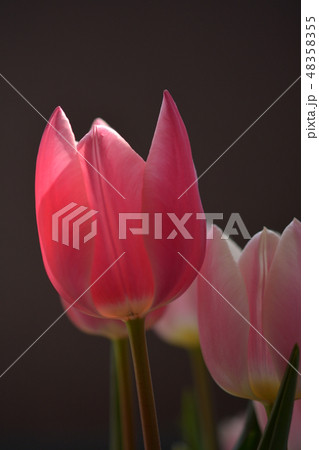 チューリップ 48358355