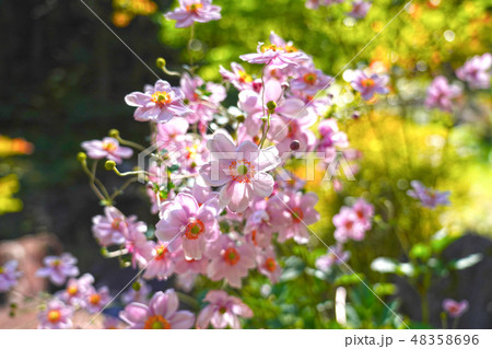 初秋の宇津江四十八滝に咲くシュウメイギク 初秋の宇津江四十八滝に咲くシュウメイギク 48358696