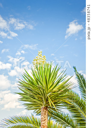 Low angle view of Yucca tree with bloom against blue sky 48358741
