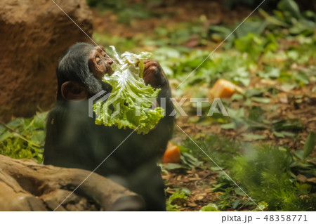 Hungry furry monkey eating salad 48358771
