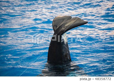 Orca killer whale waving its tail 48358772