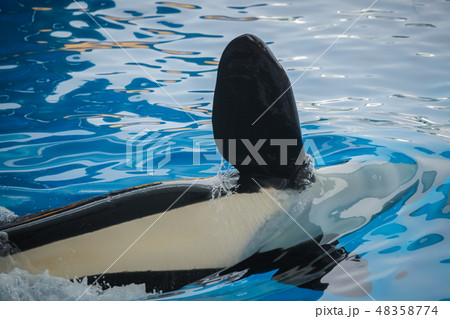 Close up of a flipper of an orca Close up of a flipper of an orca 48358774