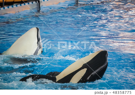 Two orcas in water during show 48358775