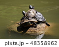 カメの親子の甲羅干し 48358962
