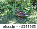 グルベンキアン美術館庭園のカモ 48358963