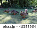 グルベンキアン美術館庭園のカモ 48358964