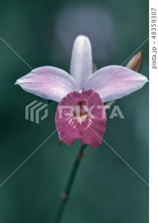 pink-white orchid flower on blurred greenery pink-white orchid flower on blurred greenery 48359307