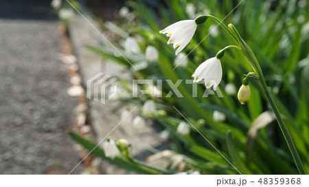 鈴蘭 4~5月の花 春 小さい 白 可愛い アップ ボカシ カメラ 撮影 48359368
