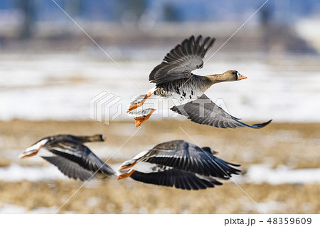 マガンの飛翔 48359609