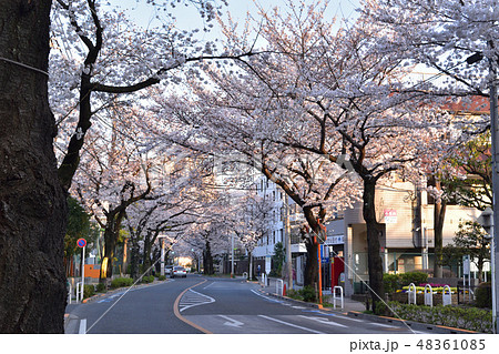 世田谷・夕暮れ時の桜丘の桜並木 世田谷・夕暮れ時の桜丘の桜並木 48361085