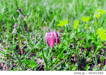 Purple Chess flower (Fritillaria meleagris)  field 48361089