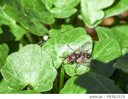 Flesh fly (sarcophaga) pest insect on green leaf 48361329