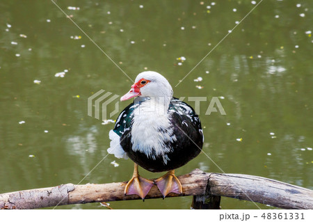 Muscovy duck (Cairina moschata) sitting near pond 48361331