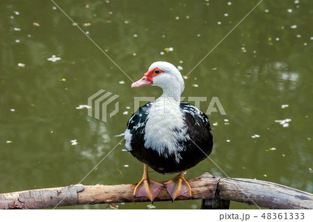 Muscovy duck (Cairina moschata) sitting near pond 48361333